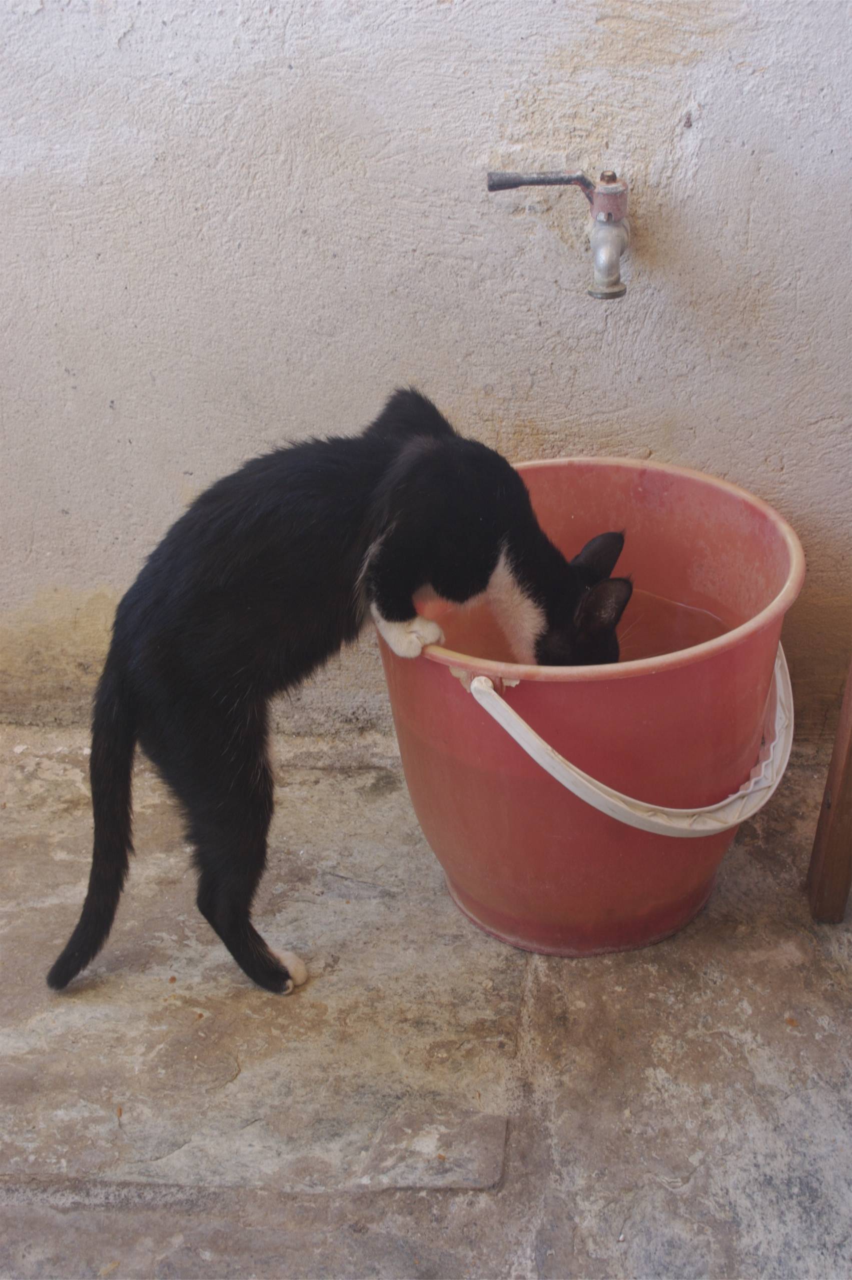 A kitten looking for water on the island of Delos. Photo